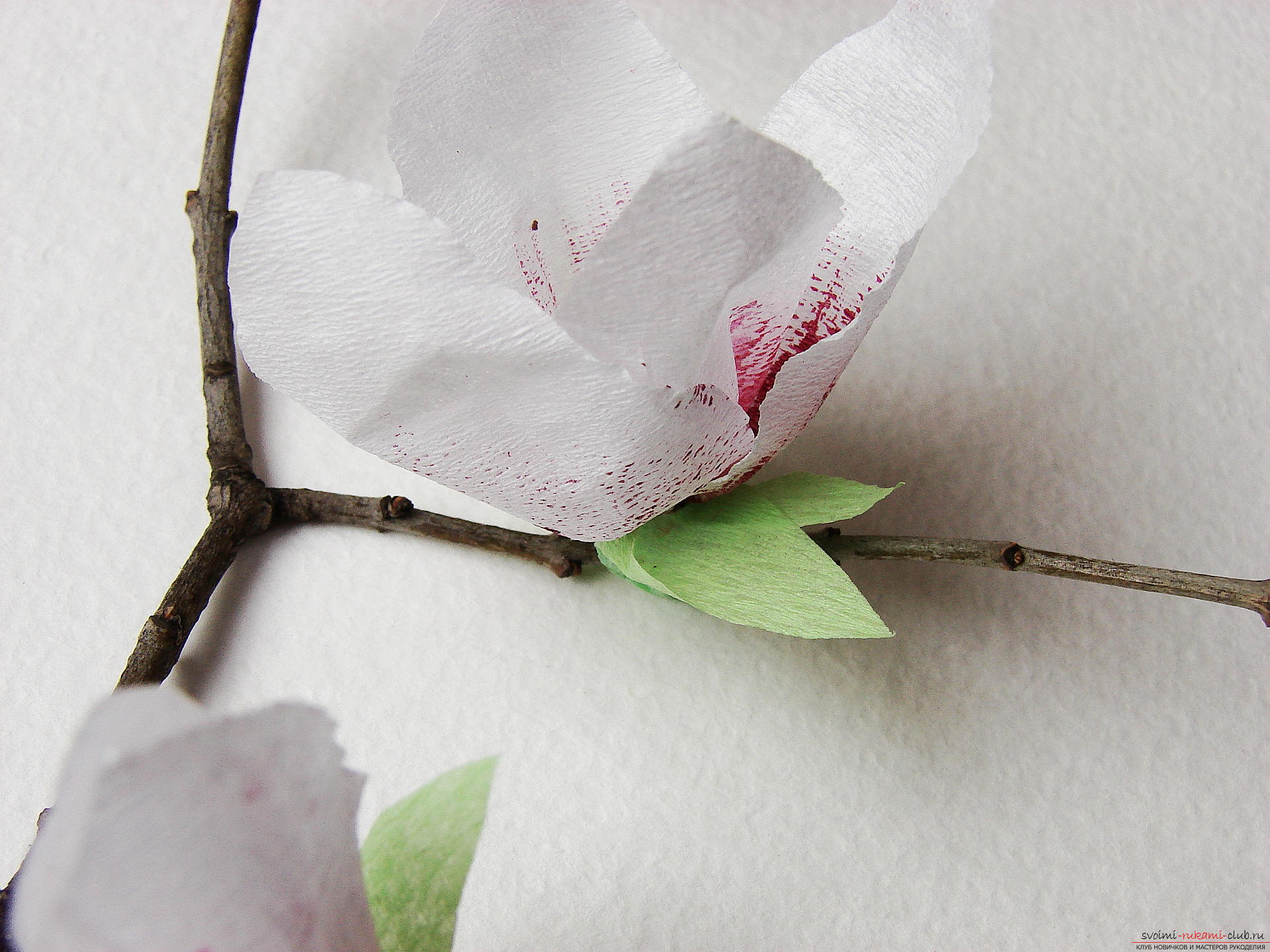 Мастер-класс с фото научит как делается магнолия - искусственные цветы из гофрированной бумаги своими руками.. Фото №27